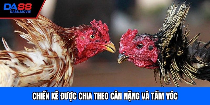 Chiến kê được chia theo cân nặng và tầm vóc